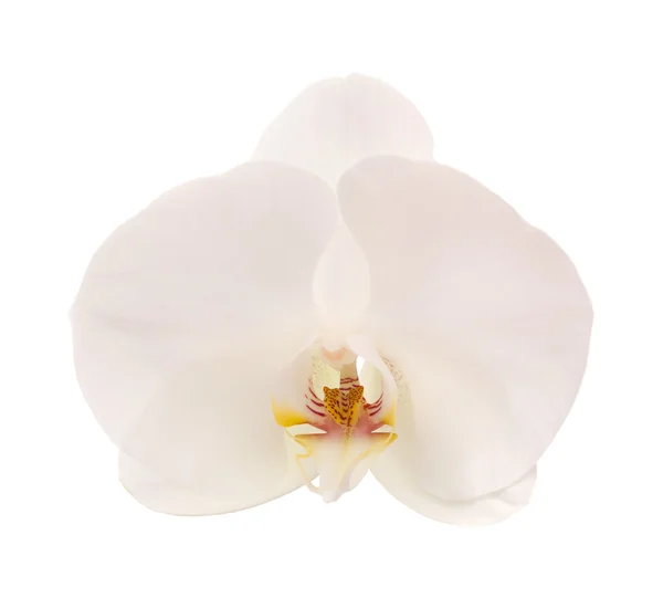 Orquídea branca isolada em branco — Fotografia de Stock