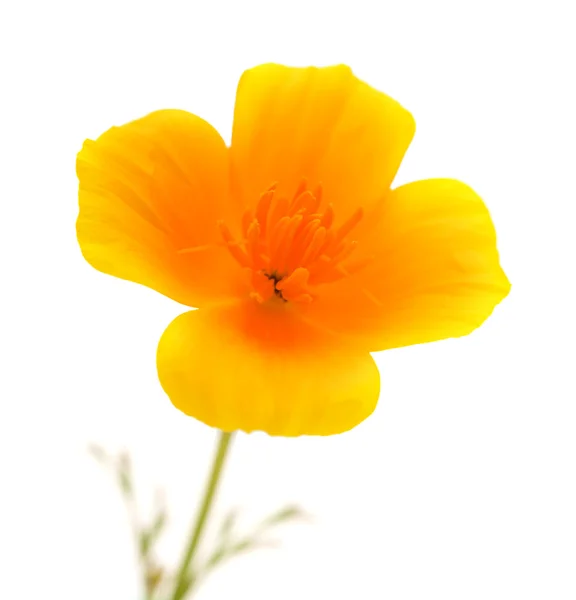 Californian poppy — Stock Photo, Image