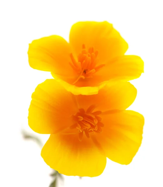 Californian poppy — Stock Photo, Image