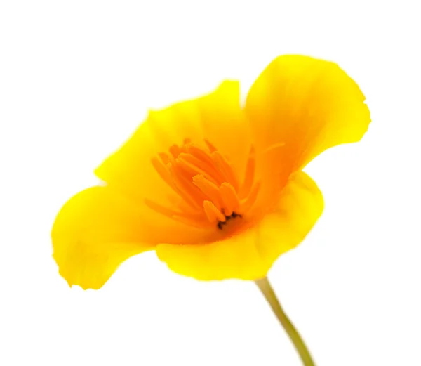 Californian poppy — Stock Photo, Image