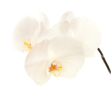 Beyaz Orkide