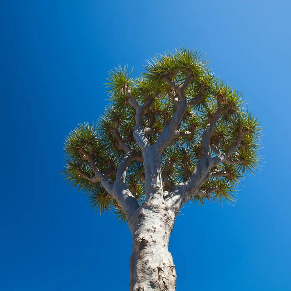 Dragon tree på blå himmel — Stockfoto