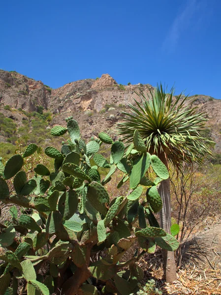 Gran Canaria, Caldera de Bandama — Stockfoto