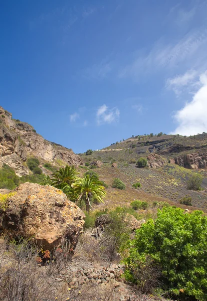 大加那利岛，卡尔德拉德均被遗弃的农场 — 图库照片