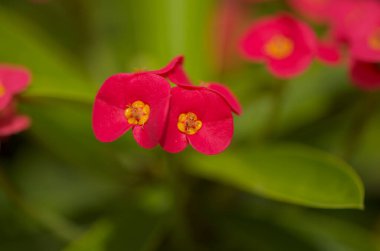 Çiçekli Euphorbia milii, dikenlerin tacı, doğal makro çiçekli arka plan