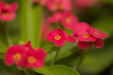 Çiçekli Euphorbia milii, dikenlerin tacı, doğal makro çiçekli arka plan