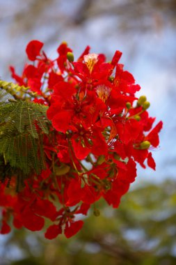 Çiçekli Delonix regia ya da gösterişli, doğal makro çiçekli arka plan