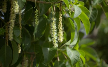 Çiçekli Phytolacca dioica yaygın adı ombu, doğal makro çiçekli arka plan