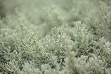 Santolina chamaecyparissus, pamuk lavanta yaprakları doğal makro çiçek arkaplanı bırakır