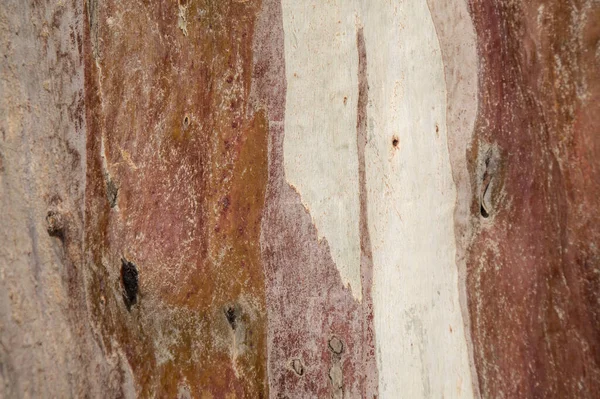 Flora Van Gran Canaria Eucalyptus Camaldulensis Geïntroduceerde Soort Licht Gekleurde — Stockfoto