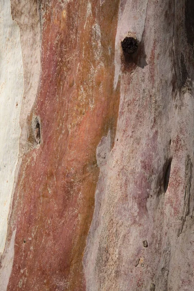 Flora Gran Canaria Eucalyptus Camaldulensis Specie Introdotta Corteccia Sbucciata Color — Foto Stock