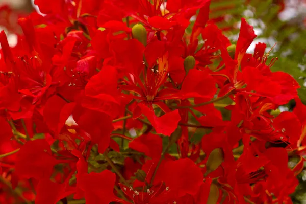 Kwitnienie Delonix Regia Lub Ekstrawaganckie Naturalne Tło Makrokwiatowe — Zdjęcie stockowe