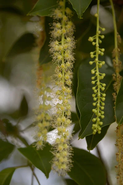 Kwitnienie Phytolacca Dioica Nazwa Zwyczajowa Ombu Naturalne Tło Makrokwiatowe — Zdjęcie stockowe