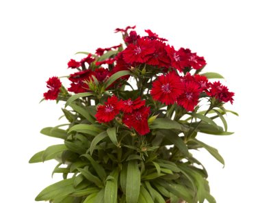 Beyaz arka planda koyu kırmızı bahçe karanfili çiçekleri.