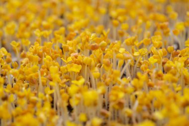 Roket salatası tohumları filizleniyor, filizlenmek için kompakt ekiliyor.