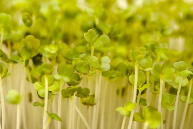 Roket salatası mikroyeşillikleri, erken hasat için kompakt ekimi