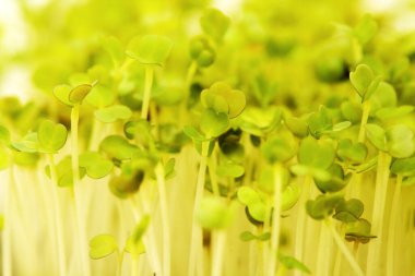 Roket salatası mikroyeşillikleri, erken hasat için kompakt ekimi