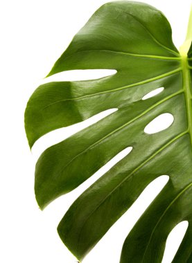 Monstera deliciosa, İsviçre peynir yaprağı beyaz arka planda izole.