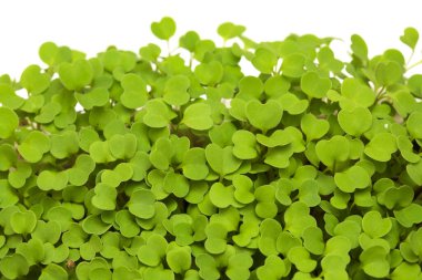 Roket salatası mikro yeşillikleri, beyaz üzerinde izole