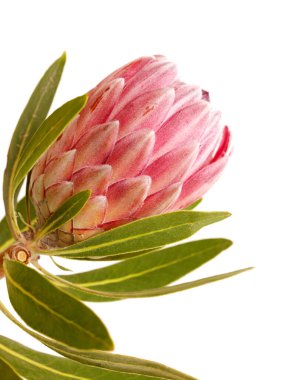 Pembe egzotik protea çiçeği, beyaz arka planda izole edilmiş bir keseli çiçek gibi işlenmiş.