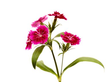 Beyaz arka planda koyu kırmızı bahçe karanfili çiçekleri.