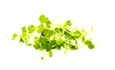 Roket salatası mikro yeşillikleri, beyaz üzerinde izole