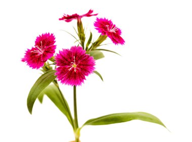 Beyaz arka planda koyu kırmızı bahçe karanfili çiçekleri.