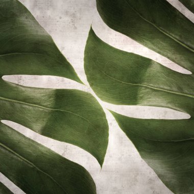 Monstera bitkisinin koyu yeşil yaprağıyla biçimlendirilmiş eski kağıt kare arka plan