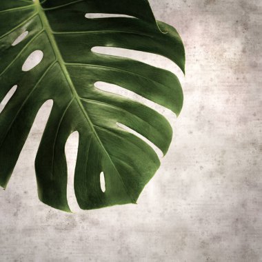 Monstera bitkisinin koyu yeşil yaprağıyla biçimlendirilmiş eski kağıt kare arka plan