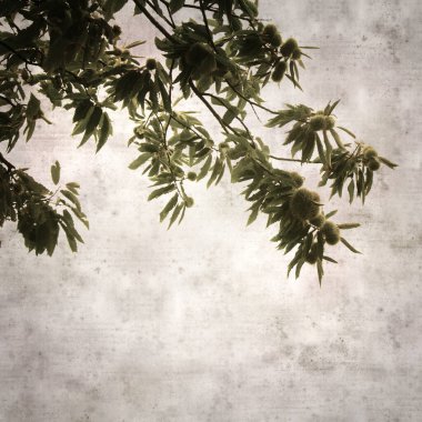 Castanea sativa, tatlı kestane dalları ile süslü eski kağıt kare arka plan