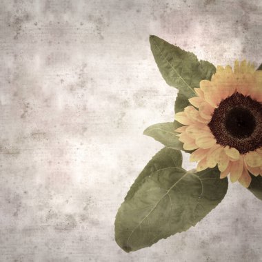 Yaygın ayçiçeği başı Helianthus Annuus ile biçimlendirilmiş eski kağıt kare arka plan