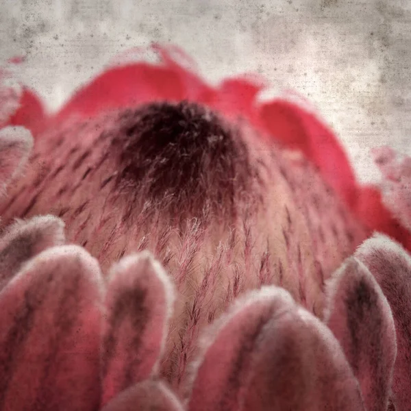 Elegante Papel Velho Texturizado Fundo Quadrado Com Rosa Exótico Flor — Fotografia de Stock