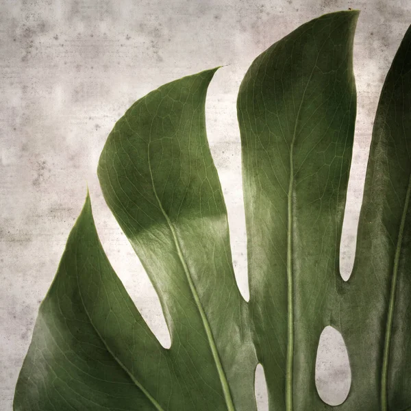 Elegante Textura Papel Viejo Fondo Cuadrado Con Hoja Verde Oscuro — Foto de Stock