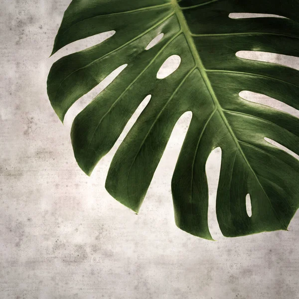 Stylish Textured Old Paper Square Background Dark Green Leaf Monstera — Stock Photo, Image