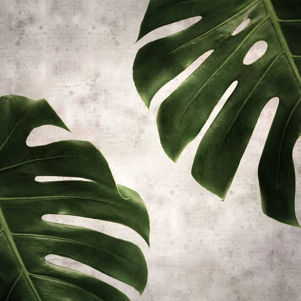 식물의 거무스름 — 스톡 사진