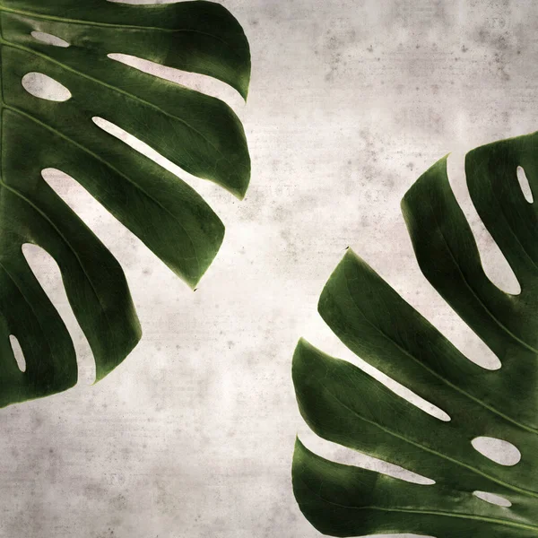 Stylish Textured Old Paper Square Background Dark Green Leaf Monstera — Stock Photo, Image