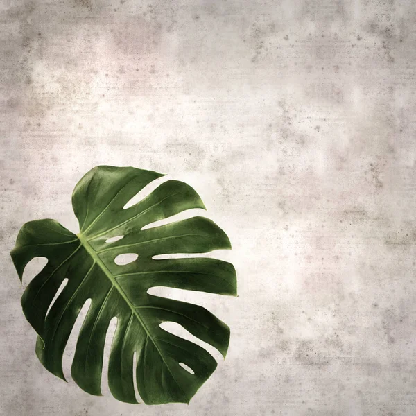 Stylish Textured Old Paper Square Background Dark Green Leaf Monstera — Stock Photo, Image