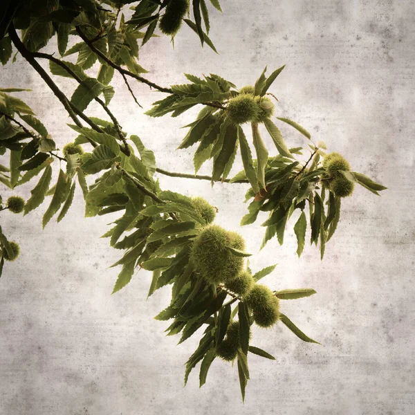 Elegante Textura Papel Viejo Fondo Cuadrado Con Castanea Sativa Las — Foto de Stock