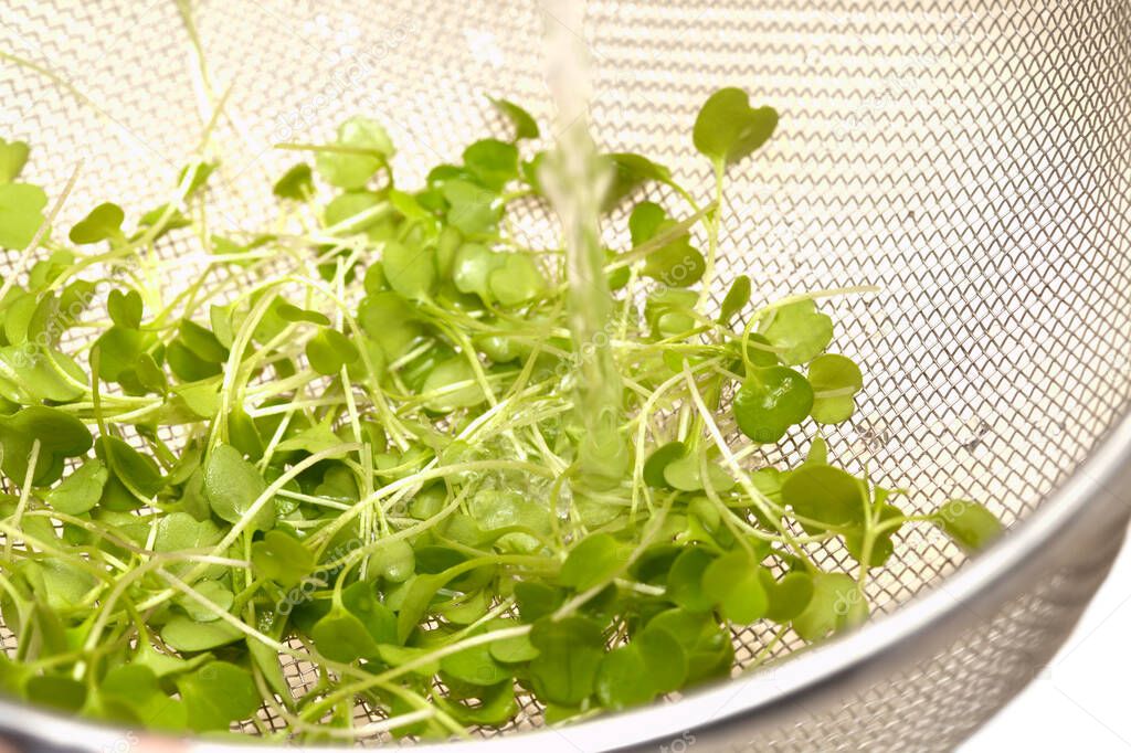 rocket salad microgreens washed under tap in a sieve