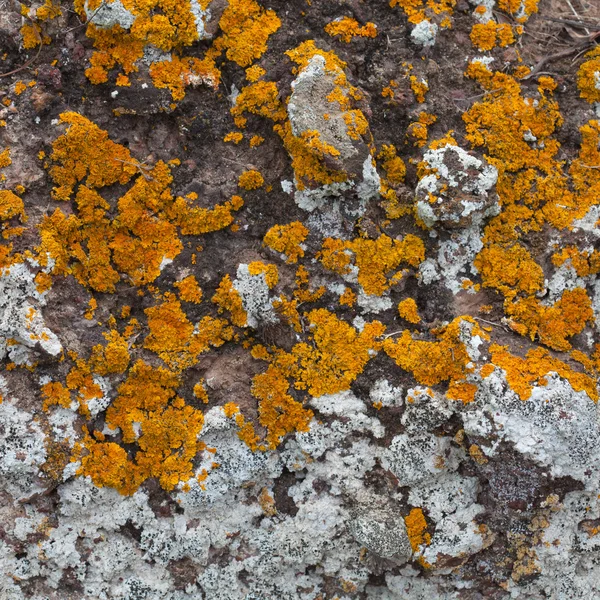 Sfondo del lichene — Foto Stock