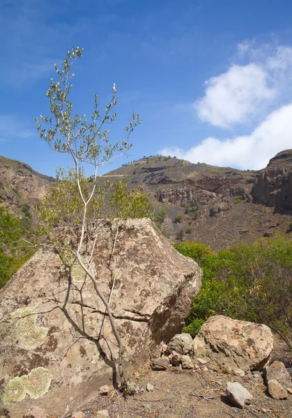 Gran Canaria, Caldera de Bandama, — Stok fotoğraf