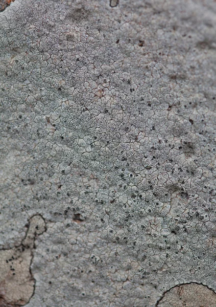 Flechtenkolonie auf Felsen — Stockfoto