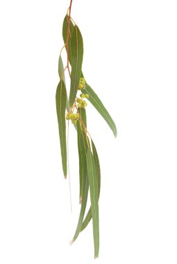 Okaliptüs tereticornis Şubesi