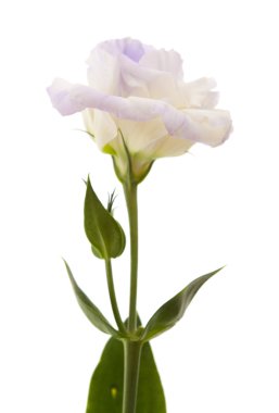 beyaz izole alacalı eustoma çiçek