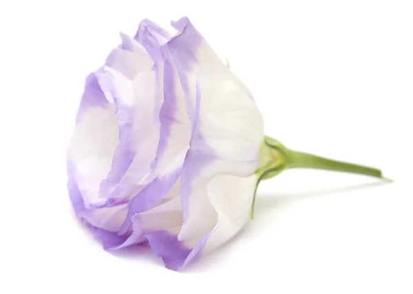 Fiore variegato dell'eustoma isolato su bianco — Foto Stock