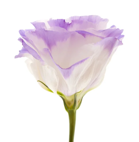 Variegated eustoma flower isolated on white — Stock Photo, Image