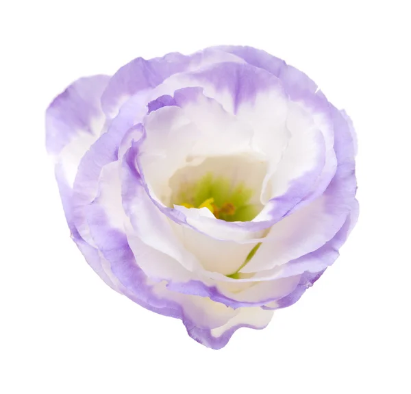 Bonte eustoma bloem geïsoleerd op wit — Stockfoto