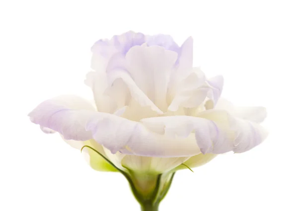 Variegated eustoma flower isolated on white — Stock Photo, Image