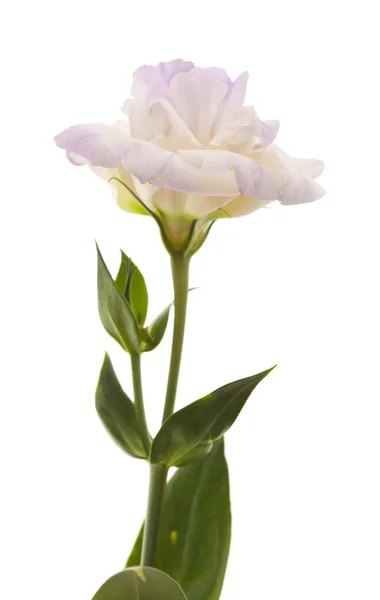 Variegated eustoma flower isolated on white — Stock Photo, Image
