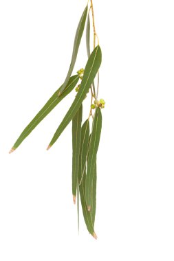 Okaliptüs tereticornis Şubesi